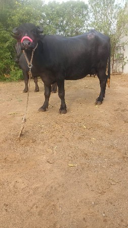 ભેંસ વેચવાની છે