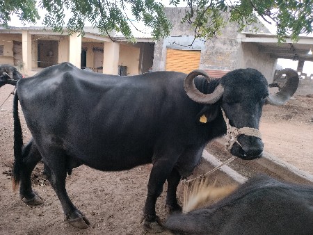 વેચવા ની સે