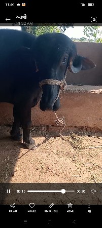 બે ખડેલા વેસવાનાછે