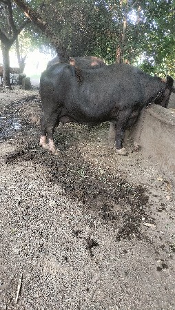 ભેશ
