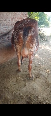 1 વેતર