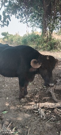 javab dari vari