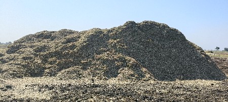 માંડવી નો પાલો