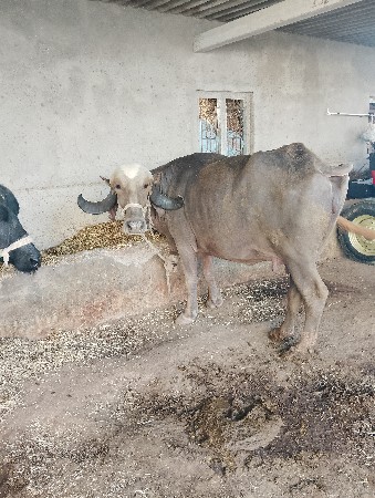 ભેસ વેચવાની છે