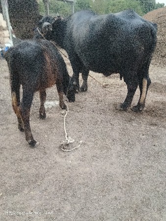 ભેંસ વેચવાની છે