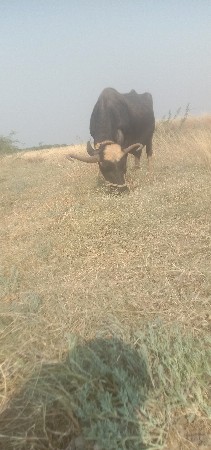 લફટ