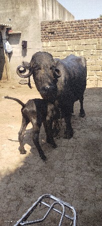 ભેંસ વેચવાની છે