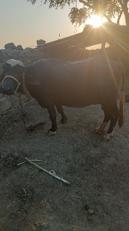 ભેસ વેચવાની છે