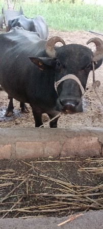 4 વેતર