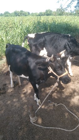 વાછડી વેચવાની છે