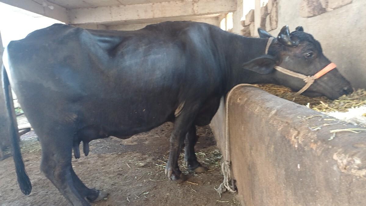 ભેસ વેસવાની છે