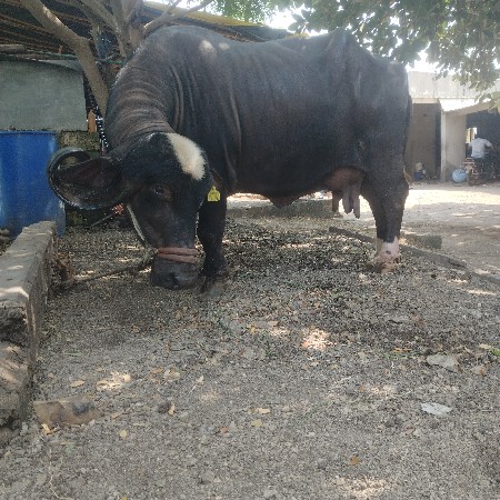ભેશ વેચવાની છે