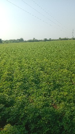 7 વીઘા નો ચારો વેચવાનો ચે
