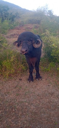 જાફરાબાદી પાડો વેચવાનો છે