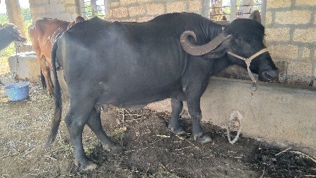 ભેંસ વેચવાની છે