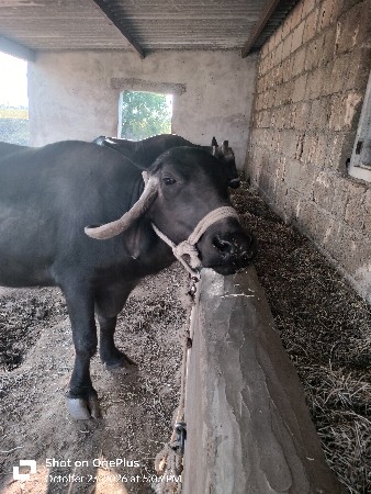 ભેંસ વેચવાની છે