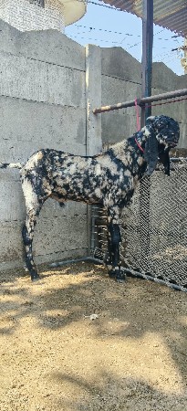 panjabi bakro orijnal breed