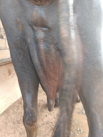 ભેંશ વેચવાની છે