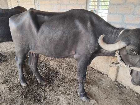 પરબત ભાઈ કિંમત 52 હજાર રુપિયા