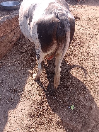 દસ દિવસ ની કાચી