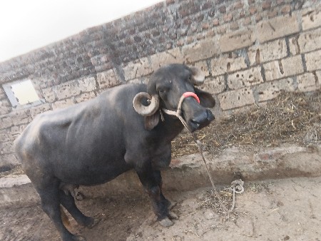 ભેંસ વેચવાની છે