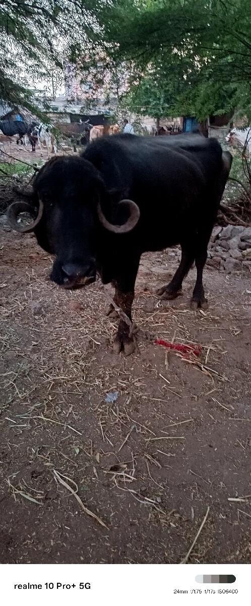 બે ભેંસો વેચવાની છે