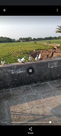 8 કબુતર વેચવા ના છે