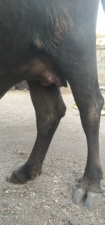 ભેંશ વે‌સવાની છે
