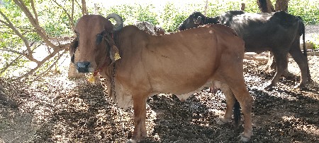 ઘોડી લેવાની છે સામે