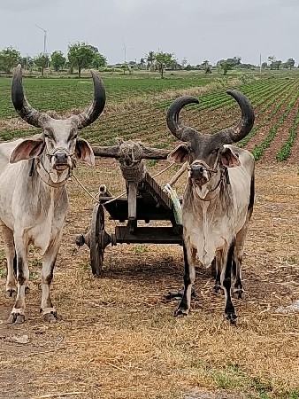 બળદ બે વાવણી