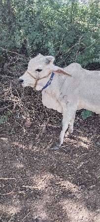 વાશડો દશ મહિના નો છે