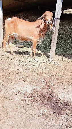 ઓરીજનલ ગીર