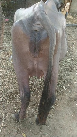 ખણેલી વેચવાની છે