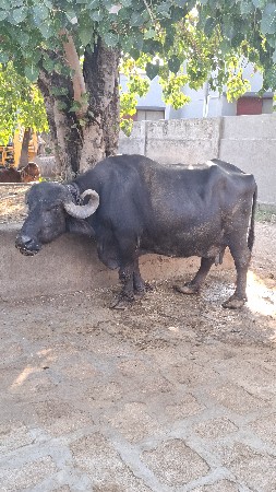 આ ભેશ વેસવા ની છે. 9913027572