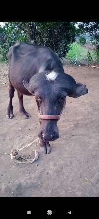 આ જાફરાબાદી ખડી વેચવાની છે