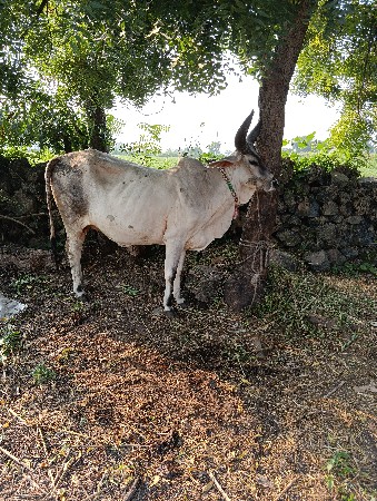 કાકરેજ બે ગાય વેચવાની છે
