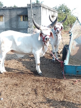 ગોઢલા વેચવાના છે