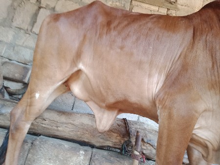 ગીર ઓડકી વેચવાની છે