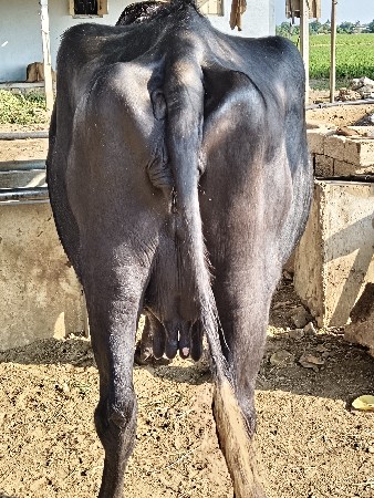 ભેંસ વેચવાની છે