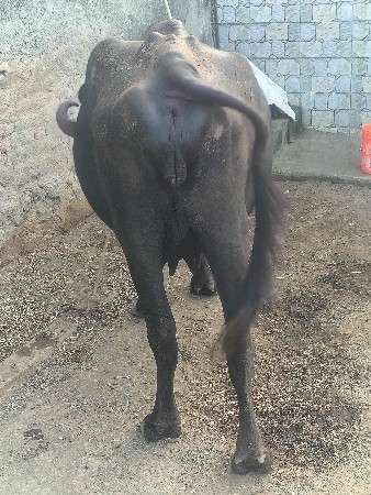 ભેંસ વેચવાની છે