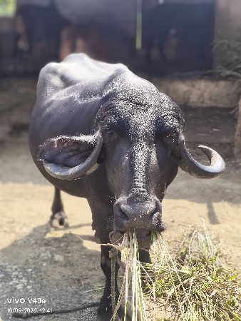 પઢીયાર યાન્સિક