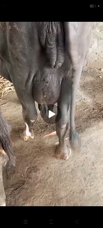 જાફરાબાદી ભેસ સે