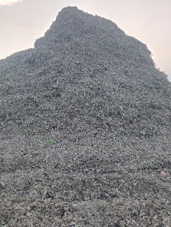 પાલૌ5વીઘાનો
