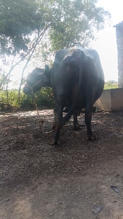 ભેંસ વેચવાની છે