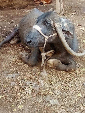 ભેંસ વેચવા ની છે