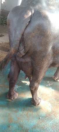 ભેંસ વેચવાની છે