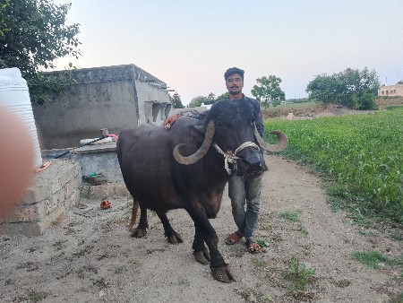 ભેસ  વેસવાની છે 
કિંમત 135000