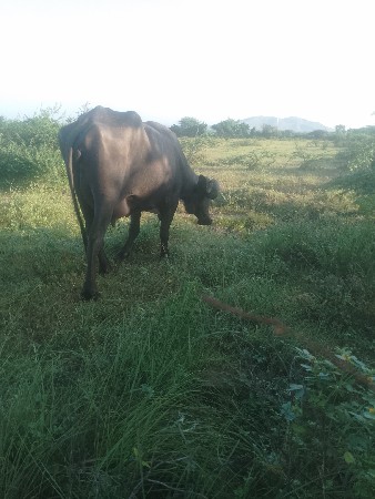 એ ભેંસ એક પાડો બે વેચવાના છે
