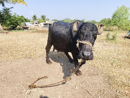 બીજુ વેતર વ્યાસે
