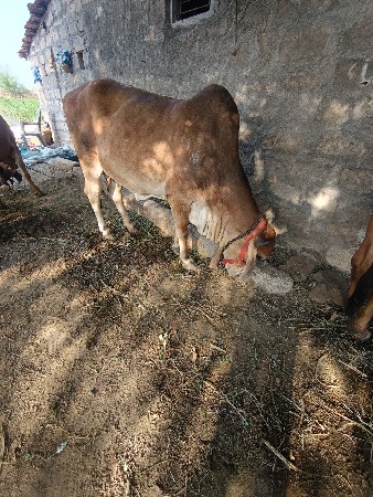 2  gir gaa 
2 yer ni 2 girvasdi